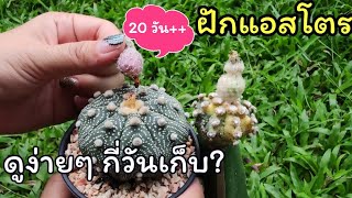 ฝักแอสโตรเก็บได้แล้ว ดูง่ายๆแบบนี้ [Harvesting Astrophytum Seeds]