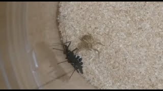 【同体格最強】ヨコヅナサシガメVSヤミイロカニグモ　Assassin Bug VS Crab Spider