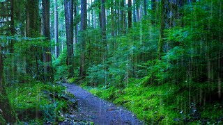 Sleep, Study or Focus with Rain Sounds in The Woods White Noise | 10 Hours