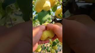 ❗😱Nok kochatlari bor.#agronomy #fruits #meva #uzbekistan #osaka