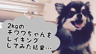 チワワのさくらちゃん。レイキング［兵庫ペット医療センター トリミング 尼崎 犬動画　］Happy dog glooming