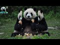 20180325 圓仔吃大筍超滿足 the giant panda yuan zai