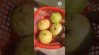 ఆరోగ్యానికి మేలు చేసే జామ కాయ  టిప్ #guava #guavafruits #mangorecipe #ytshorts