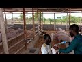 Best Piggery Farming Practices! | Deworming, Feeding, FARM ROUTINE