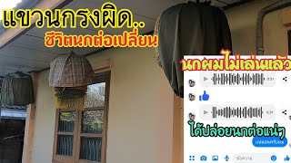 นกต่อของผม “เสียแล้ว “เพราะการแขวนกรง นกเขาใหญ่ตัวเก่งของผมด้วย