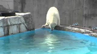 ララのじらし作戦〜Polar Bear, Mother's diving intrigue her baby