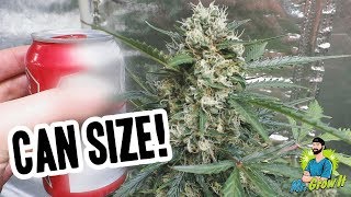 HOW TO GROW HUGE CANNABIS BUDS DURING FLOWERING! - GROWING DENSE BUDS