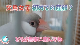 シルバー文鳥 りん ～お腹に卵が？ 【もぐぱくぷりんTV#55】