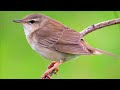 世界一うぐいすの鳴き真似がうまい人【口笛】