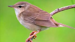 世界一うぐいすの鳴き真似がうまい人【口笛】