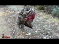 grouse hunting full video കാനഡയിലെ കാട്ടുകോഴി വേട്ട കണ്ടിട്ടുണ്ടോ കൊടും കാട്ടിലൊരു ദിവസം