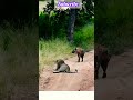 Hyena 🐺 VS leopard 🐆😨😨😨