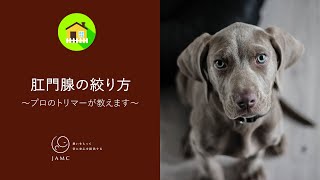 肛門腺の絞り方　プロのトリマーが教えます