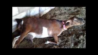 Ellie Giving Birth To Twin Baby Goats