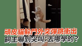 頑皮貓躲門外突衝出嚇人！飼主尖叫：哪學的😱｜寵物｜貓咪｜精選影片