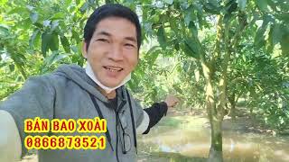 giá xoài đài loan hôm nay 13/1/2025