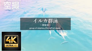 偶然発見！瀬戸内海・イルカの群れ空撮　(group of dolphins, Seto Inland Sea,mavic air2)