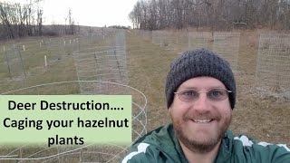 Deer Destruction.....caging your hazelnut plants