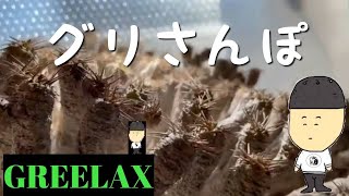 【グリさんぽ】GREELAX（グリーラックス）がギラウミニアナをおさんぽしてみたよ