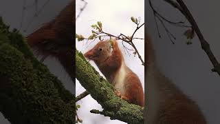 Eichhörnchen am schlemmen #cute #animals #shorts #squirrel