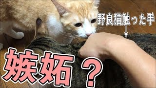 飼い主が野良猫に浮気した時の飼い猫たちの反応は・・・！