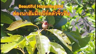 นกฮัมมิ่งเบิร์ดตัวจิ๋วบิน ภาพชัดสีสันสวยงาม นกปากแหลมเปลี่ยนสี ส่องนกธรรมชาติหาดูยาก