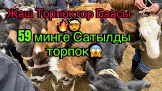 Акбата Мал Базары Торпок Баалары🤯🔥59 минге Сатылды Жаш Торпок😱28.01.2025