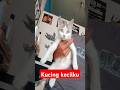 Kucing kecilku #meow #funny #cute #youtubeshorts #catlover #trending #cat