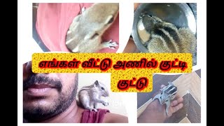 அணில் குட்டி  எங்கள் வீட்டு அணில் குட்டி குட்டு வாணவில் டிவி அணில் குட்டி  TTT Thalampoo Tamil TV