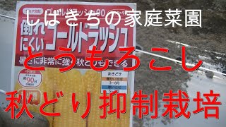 家庭菜園 とうもろこし秋どり抑制栽培 2021年06月13日