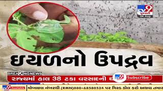 Residents of Dhari's village suffer due to mayhem of Pests, Amreli | TV9News