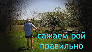 Как правильно посадить рой, Секретный метод..