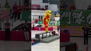 lion dancing #liondance #obstacles #Malaysia 南獅(障礙)項目 吉打州弘德體育會龍獅團 📍0:57:75