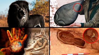 Amazing Wildlife & Mysterious Discoveries! | ORIGINS EXPLAINED COMPILATION 19