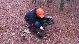 how to make a walk through/post set for coyotes and bobcats