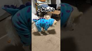 【ポメラニアンの琥珀】愛犬の様子がおかしい #ポメラニアン #琥珀