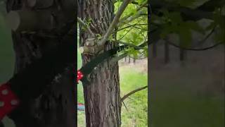 গাছের ডাল কাঁটার গেজেট | Gadgets for cutting tree branches