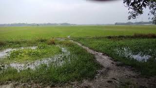 এসব দৃশ্য শুধু গ্রামেই দেখা যায়। তাদের আজ মনেহয় ঈদ।।