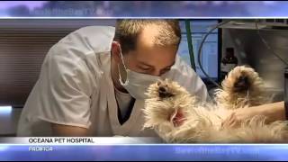 Oceana Pet Hospital in Best of The Bay