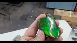 Grading Alberta ammolite ammonite rough gem material