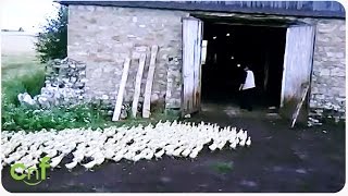 Army of Geese Marching | Father Goose