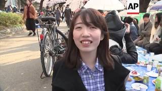 Cherry blossoms in full bloom in Tokyo park