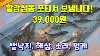 활 감성돔 포터서 보냅니다. 자연산 활감성돔 엄청 싱싱하고 맛있습니다! 뻘낙지 해삼 소라 멍게