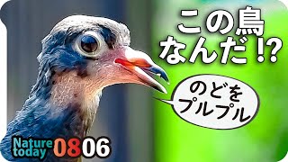 0806【のどプル鳩の巣立ち雛？】カマキリ捕食。カルガモ親子奇形。ラブラブカワラバト。オイカワ、アゲハ水飲み、黄色いアカミミガメ黒化個体。鶴見川水系恩田川で野鳥撮影　#身近な生き物語　#鳩　#カルガモ