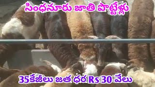 SINDHANUR BREED SHEEPS RAMS BAKRA POTTELU 6300179951