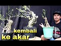 Perkembangan Akar Waru Koleksi Bonsai Made In Bali