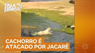 Cachorro escapa de ataque de jacaré em lagoa na Bahia; veja vídeo