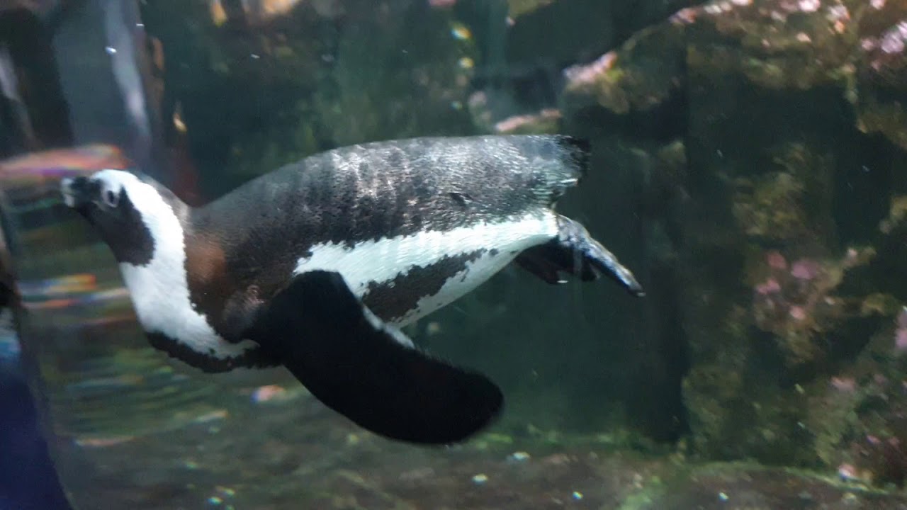 Penguins At Monterey Aquarium - YouTube