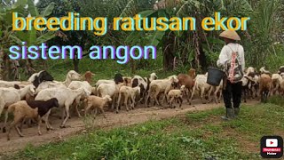 sukses breeding ratusan ekor sistem angon@sahabatternak65