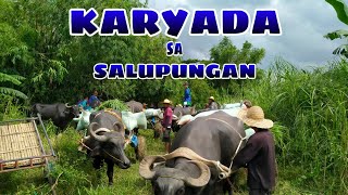 KARYADA NG PALAY SA SALUPUNGAN BUHAY BUKID JRTV